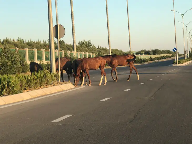 Remote work in Ashgabat