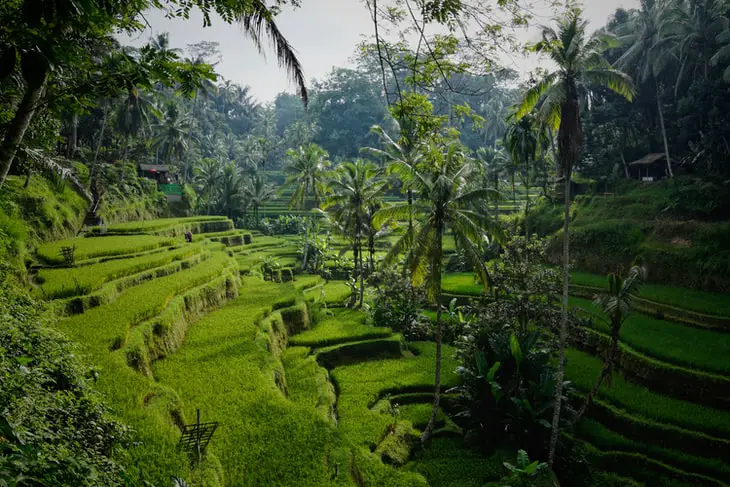 Remote work in Bali