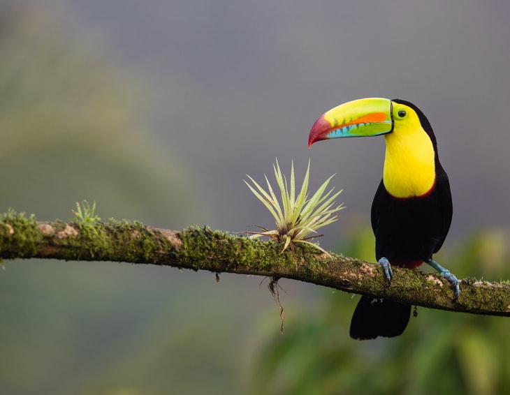 Trabalho remoto na Costa Rica