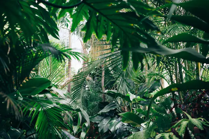 Mettez des plantes et assainissez votre air et votre espace de travail à domicile.