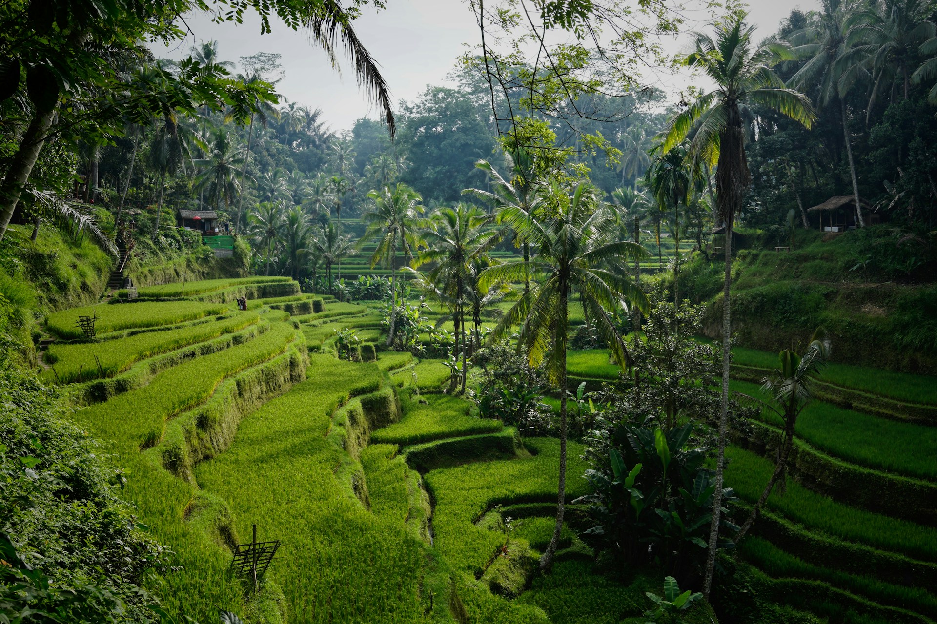 Bali Digital Nomad Visa: Requirements and Application